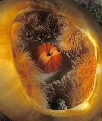 Inside a plumose anemone.
Sound of Mull.
60mm. by Mark Thomas 